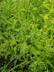Campanula aparinoides