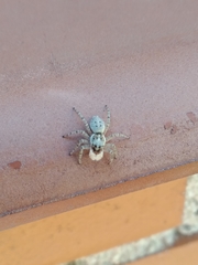 Menemerus semilimbatus