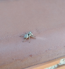 Menemerus semilimbatus