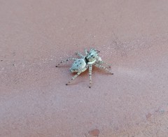 Menemerus semilimbatus