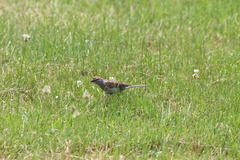 Spizella passerina passerina