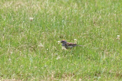 Spizella passerina passerina