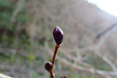 Euptelea polyandra