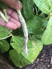 Fabaceae