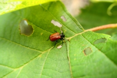 Apoderus jekelii