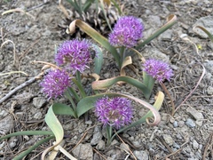Allium platycaule
