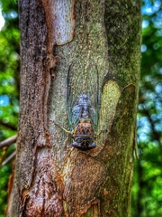 Diceroprocta vitripennis