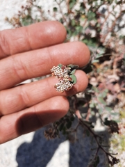 Euphorbia tomentulosa