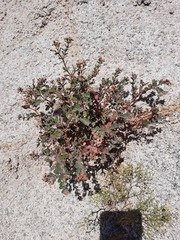 Euphorbia tomentulosa