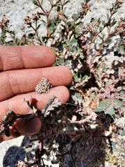 Euphorbia tomentulosa