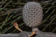 Allocasuarina acutivalvis