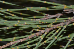 Allocasuarina acutivalvis