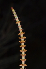 Allocasuarina acutivalvis