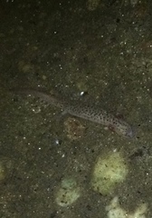 Pseudotriton ruber ruber