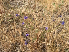 Gilia capitata chamissonis