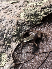 Eleutherodactylus rufescens