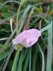 Tephrosia spicata