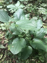 Smilax ecirrhata