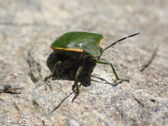 Chlorochroa juniperina