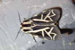 Apantesis williamsii