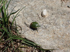 Chlorochroa juniperina