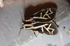 Apantesis williamsii