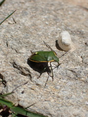 Chlorochroa juniperina