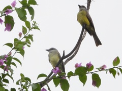 Tyrannus melancholicus