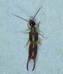 Spongiphoridae