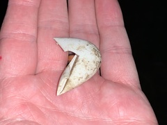 Trachemys scripta elegans