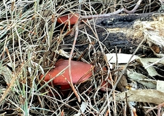 Cortinarius persplendidus