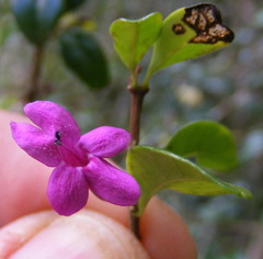 Oplonia armata
