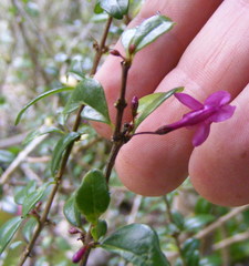 Oplonia armata