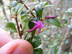 Oplonia armata