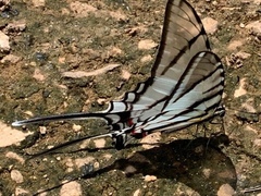 Protographium epidaus epidaus