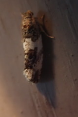 Pseudosciaphila duplex