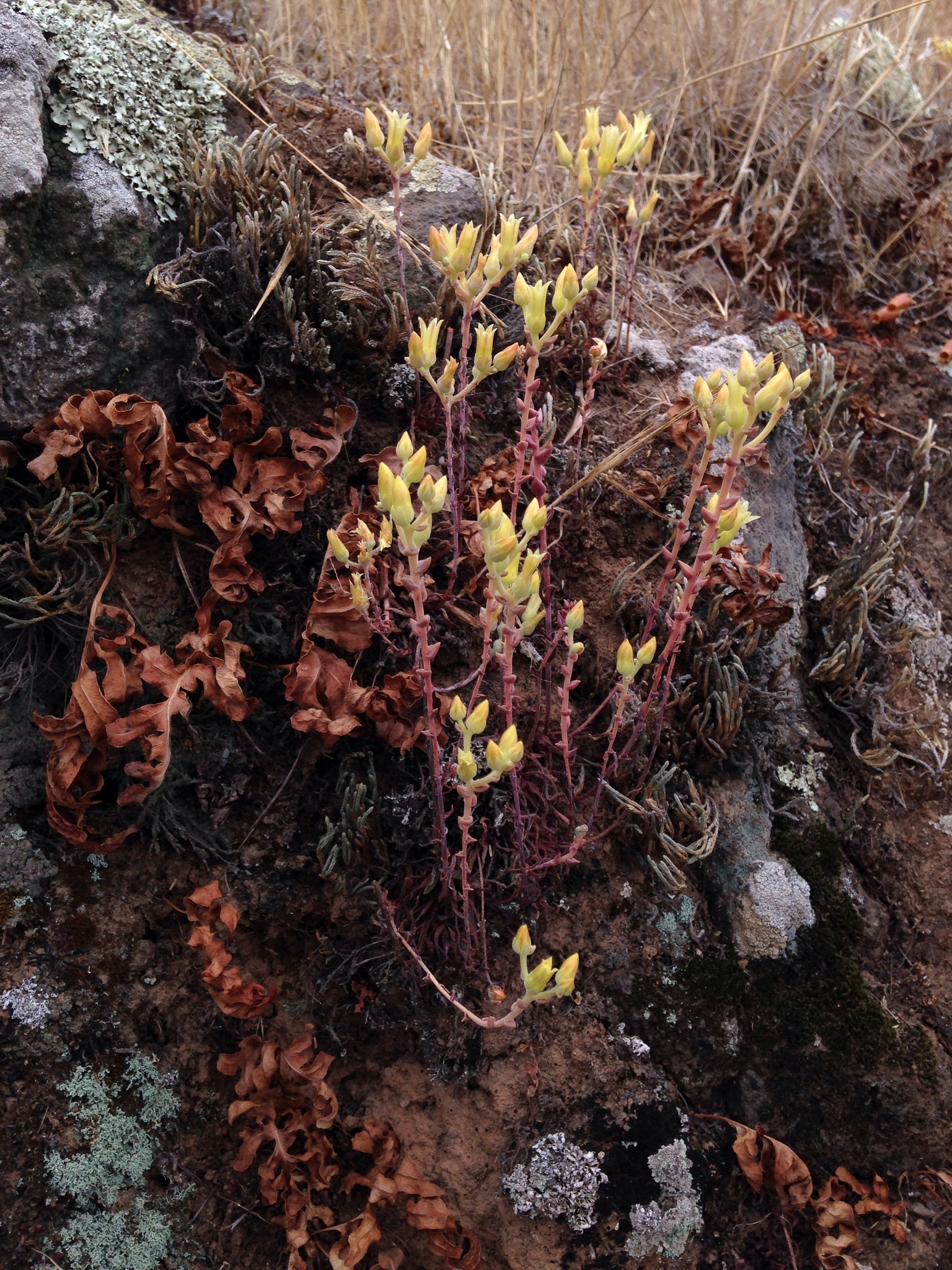 Dudleya parva