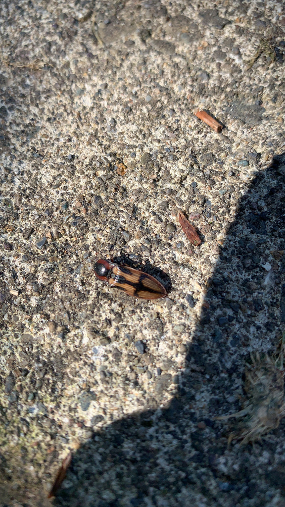 Festive Click Beetle