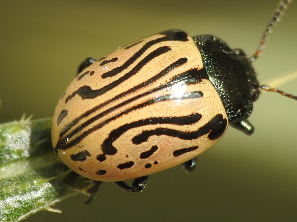 Calligrapha dislocata