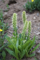 Veronica ritteriana