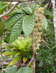 Sciodaphyllum troyanum