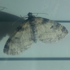 Lobophora nivigerata