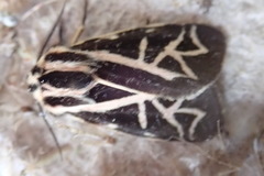 Apantesis williamsii