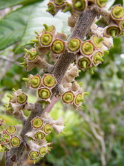 Sciodaphyllum troyanum
