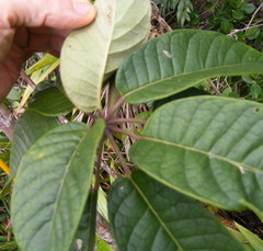 Sciodaphyllum troyanum