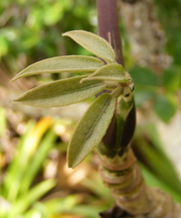Sciodaphyllum troyanum