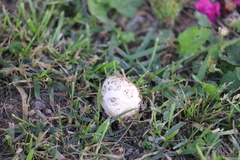 Chlorophyllum molybdites