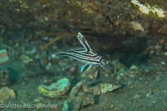 Pareques acuminatus