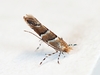 Poison Ivy Leaf-miner Moth - Photo (c) Kimberlie Sasan, some rights reserved (CC BY-ND), uploaded by Kimberlie Sasan