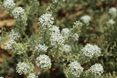 Lepidium alyssoides